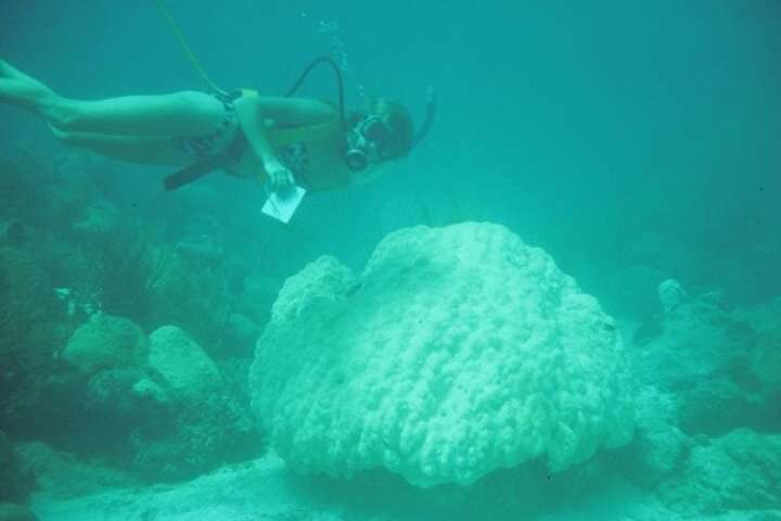 Click to enlarge bleached coral