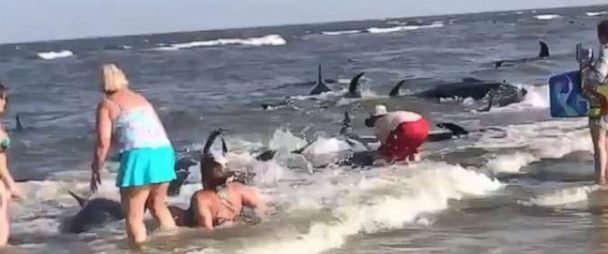 Beachgoers attempt to push more than 20 beached pilot whales back into the ocean