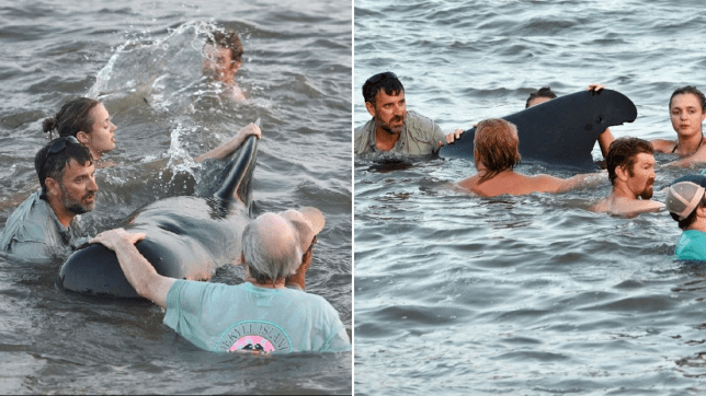 Swimmers unite to save beached whale pod by pushing them into sea