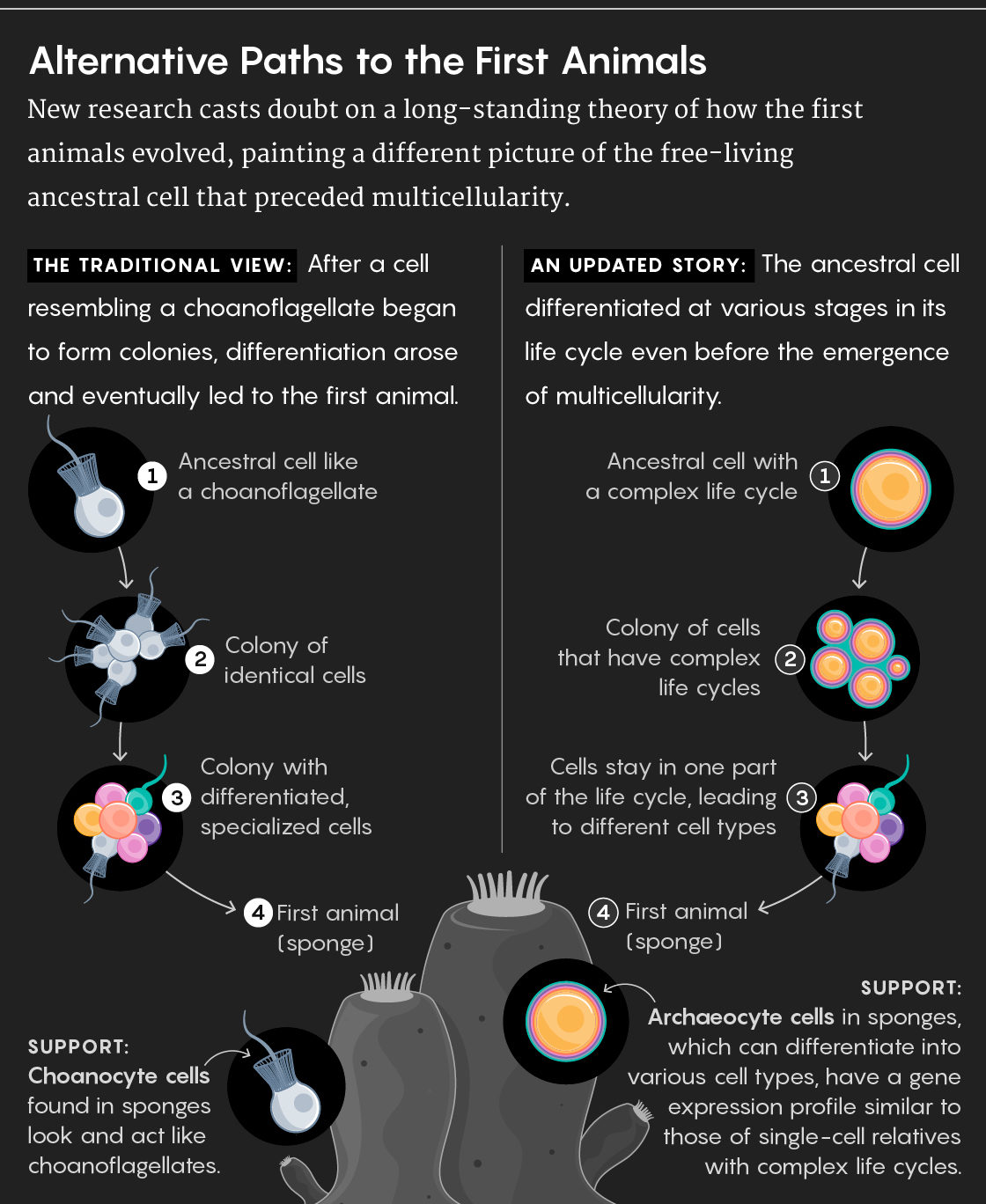 Click to enlarge cell life