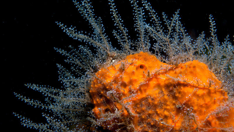 sponge