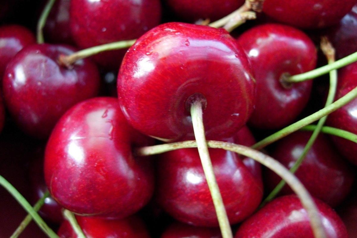 Growers say continuous rain and hail is making it hard to protect cherry crop