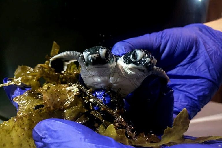 Click to enlarge A baby turtle with two heads born in Malaysia