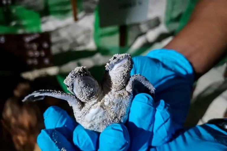 Click to enlarge The turtle would probably not have surivived long in the wild, a vet from Sabah Wildlife Department said