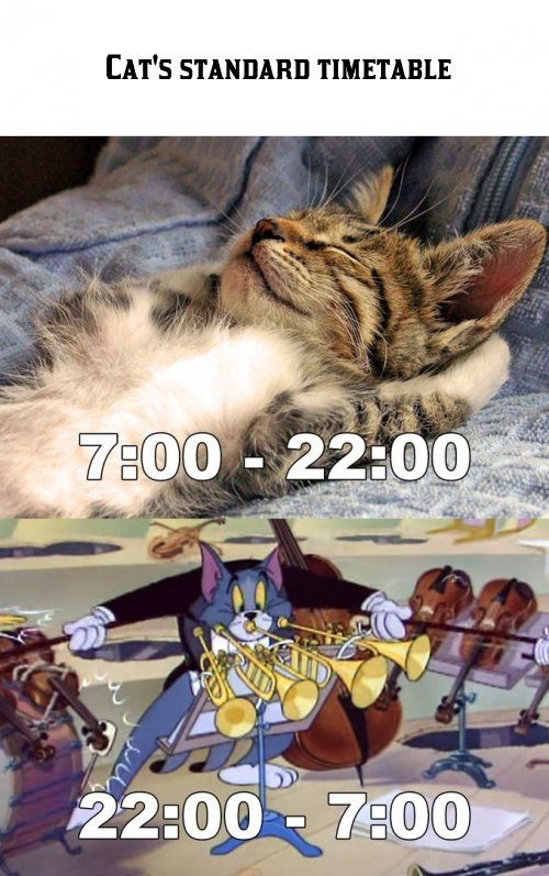 Click to enlarge Cat's timetable