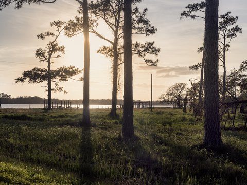 Click to enlarge Pine trees on the Reels' property