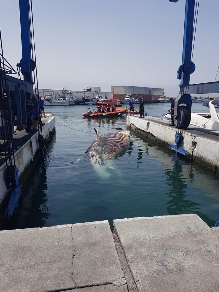 TRAGIC: Whale in waters of Marbella port