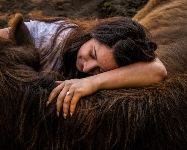 cow cuddling