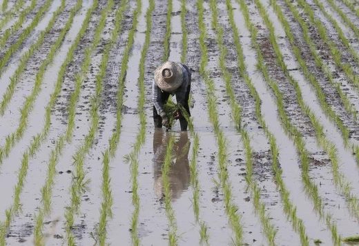 A farmer plants rice in a paddy field in Thailand's Nakhonsawan province