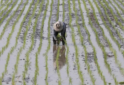 Click to enlarge A farmer plants rice in a paddy field in Thailand's Nakhonsawan province