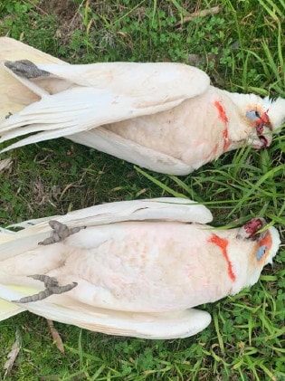 Click to enlarge corellas