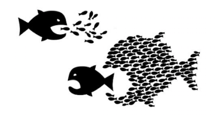 school of fish