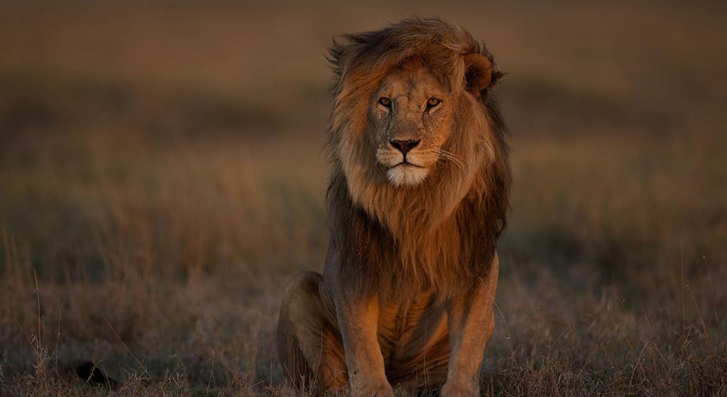 lion