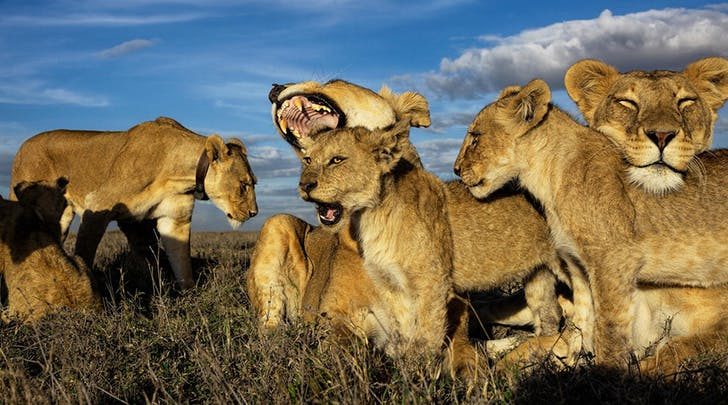Lions are the only cats that live in groups, which are dominated by females.