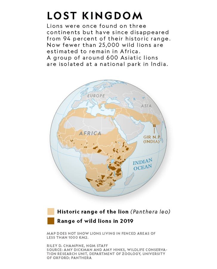 lion map