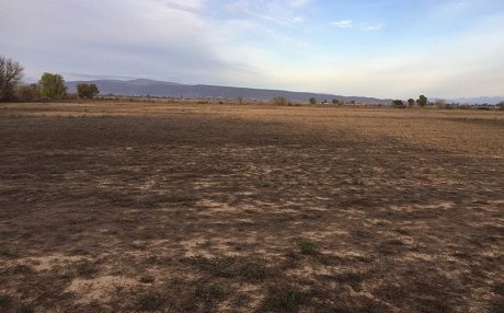 A field of alfalfa in the Klein-Karoo devastated