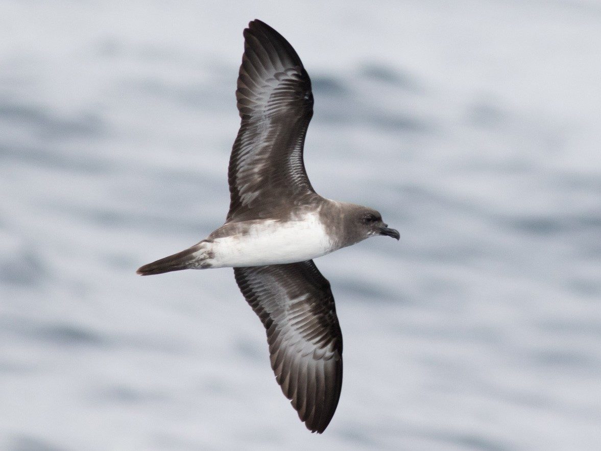 Trindade petrel