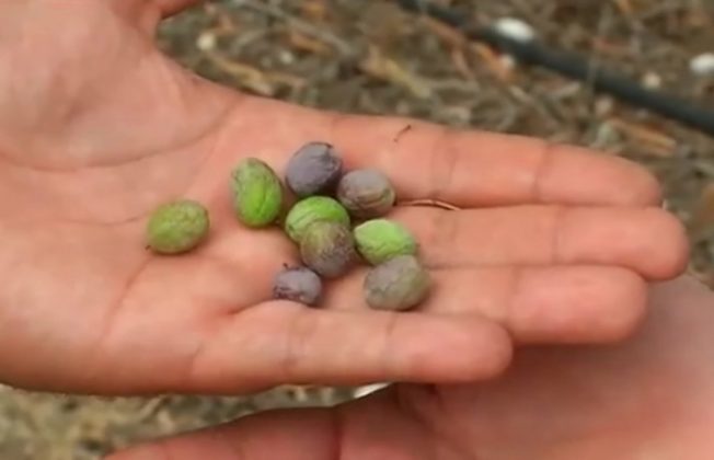 DRIED FRUIT