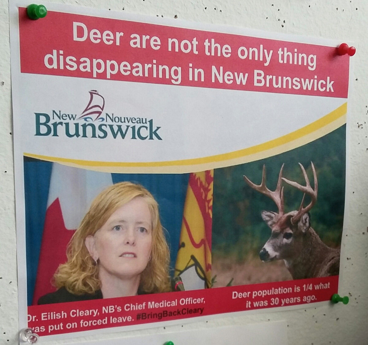 new brunswick deer Cleary