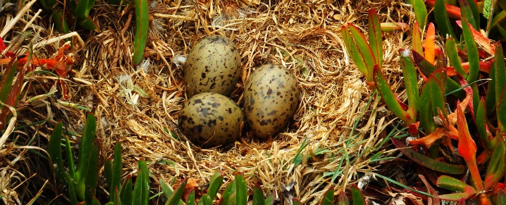 Click to enlarge eggs