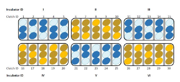 Click to enlarge eggs