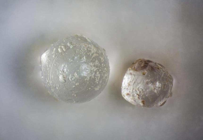 Click to enlarge clam glass