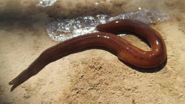 obama worm flesh eating spain