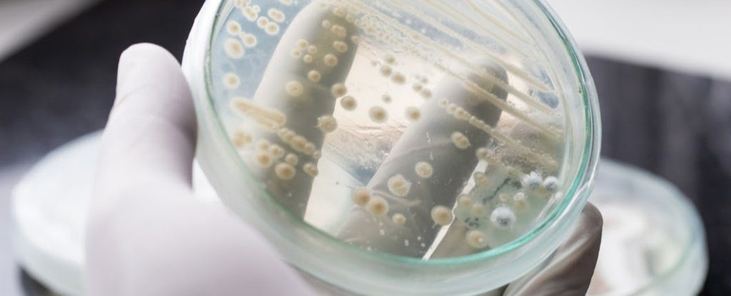 fungus