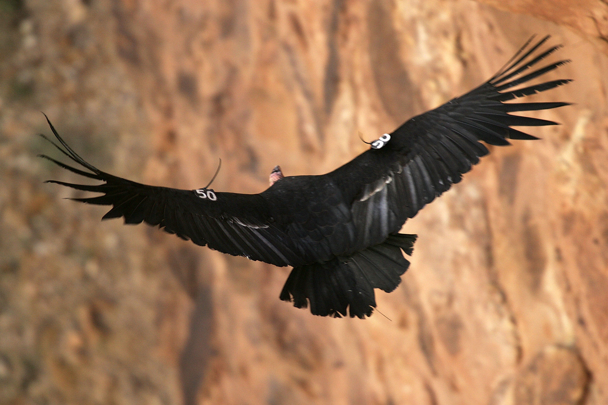 A rare and endangered California condor flies through Marble Gorge, east of Grand Canyon National Park March 22, 2007 west of Page, Arizona.