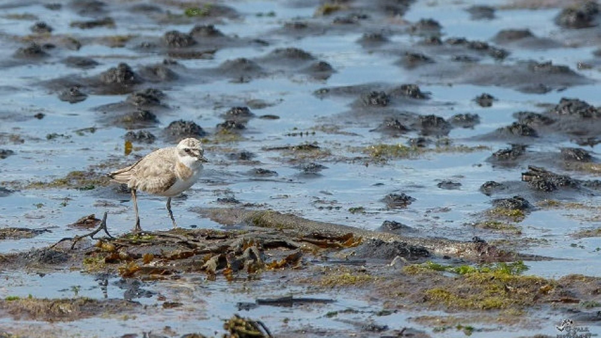 greater sand plover
