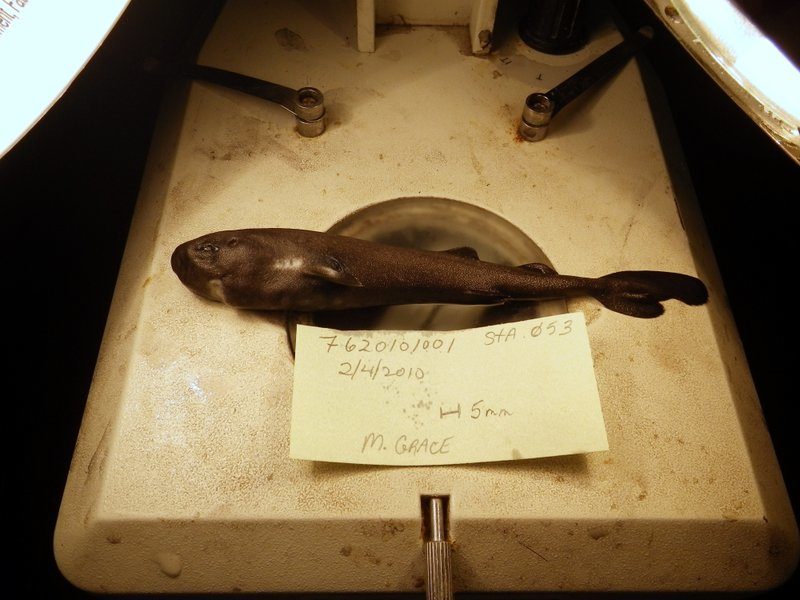Click to enlarge pocket shark