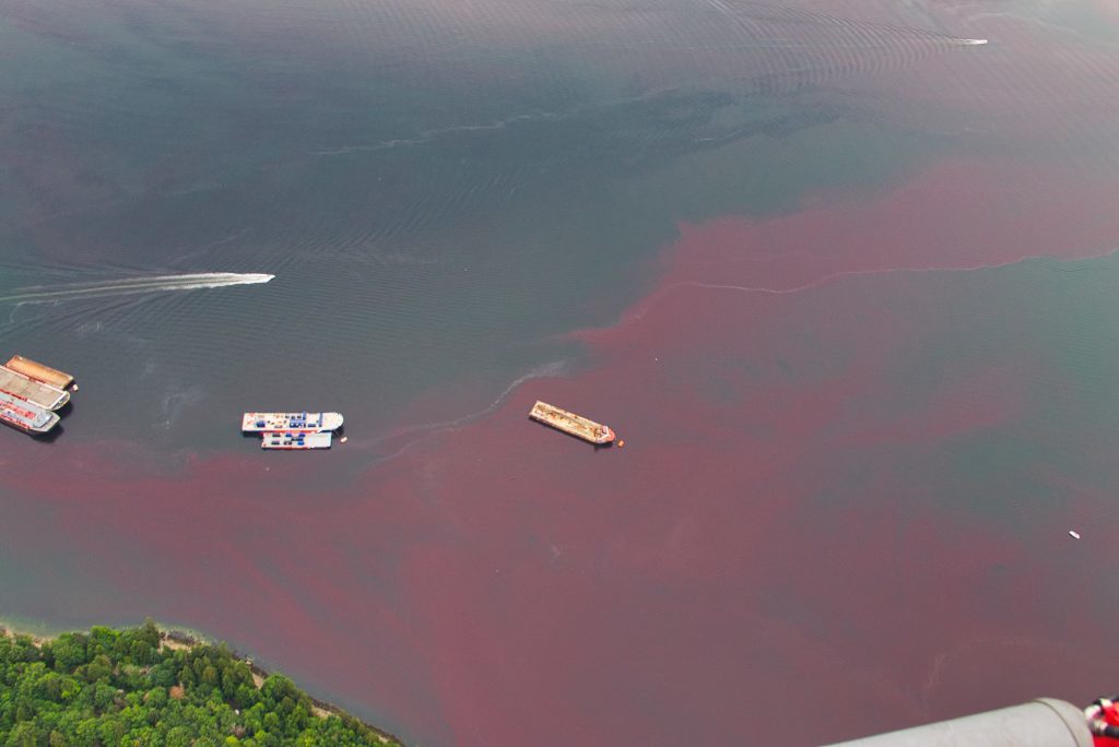 vancouver red tide
