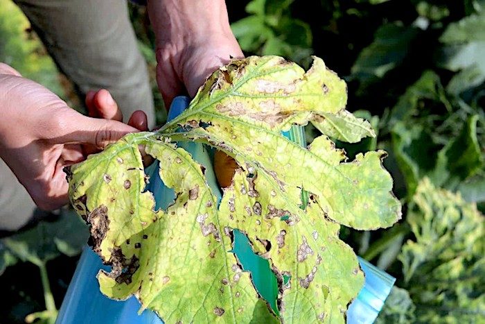 Israeli herbicide Gaza