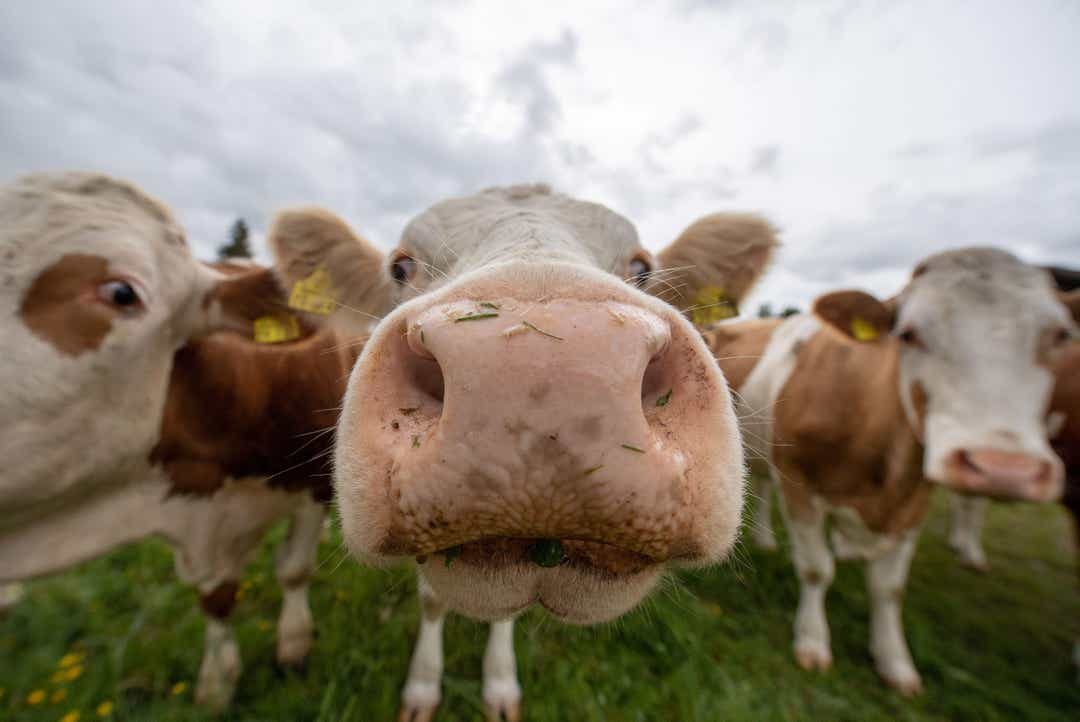 cows