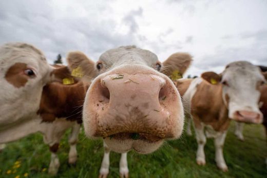 cows