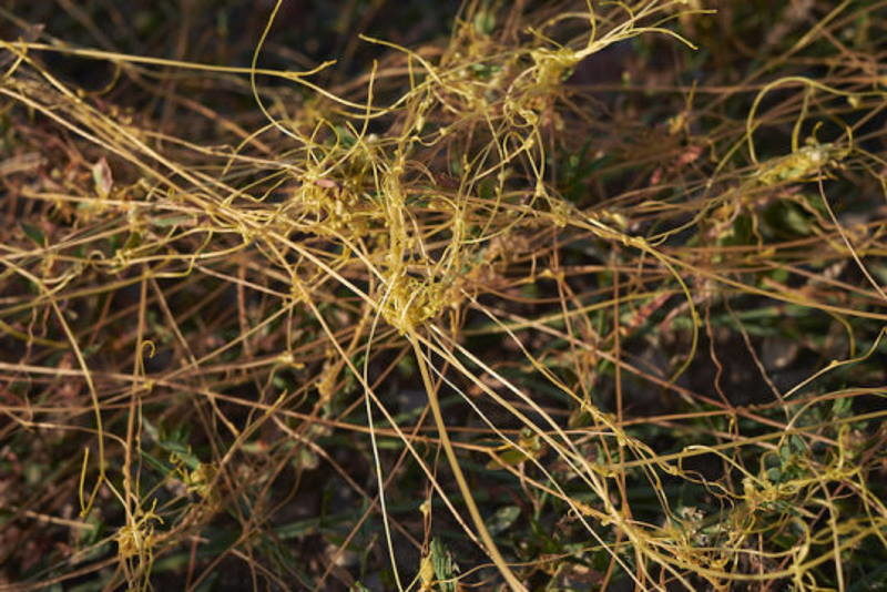 dodder plant