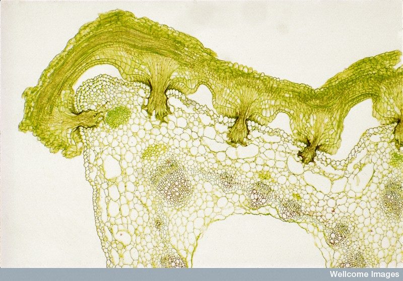 haustoria gene transfer plants