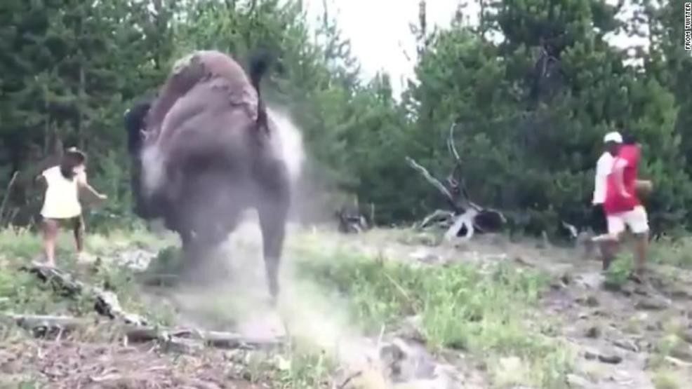 A 9-year-old girl was injured after a bison charge
