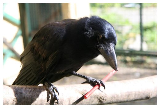 Click to enlarge New Caledonian crow