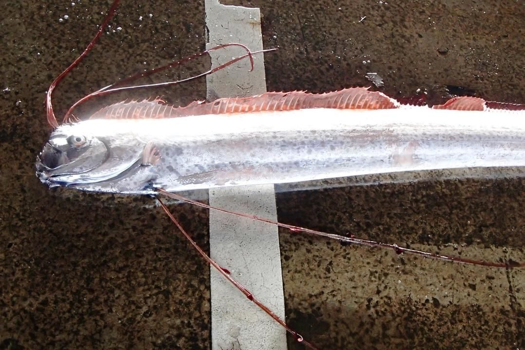 An Oarfish