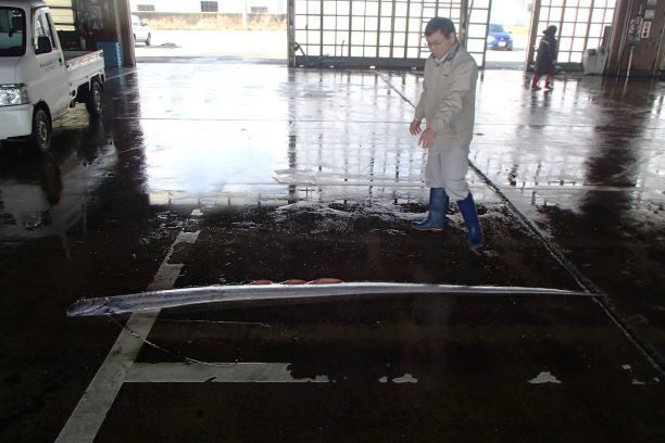 Click to enlarge An Oarfish