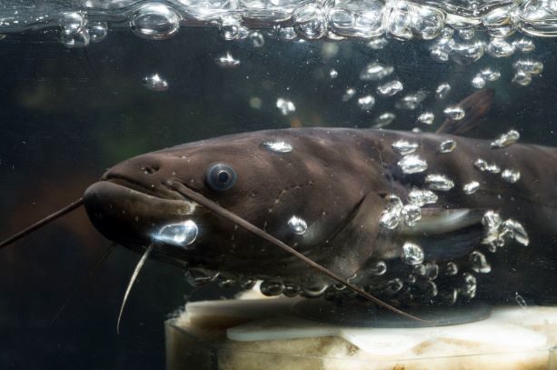 Click to enlarge Catfish