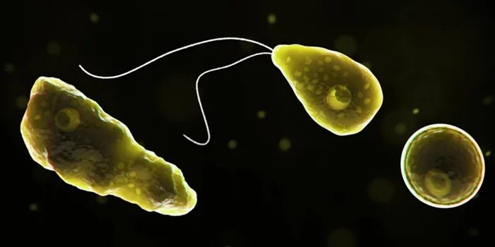 Naegleria fowleri