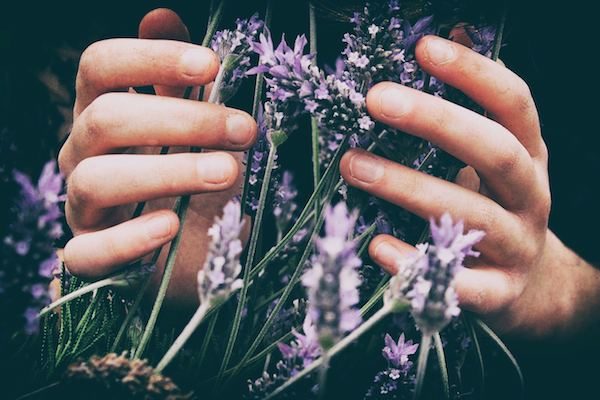 Click to enlarge lavender