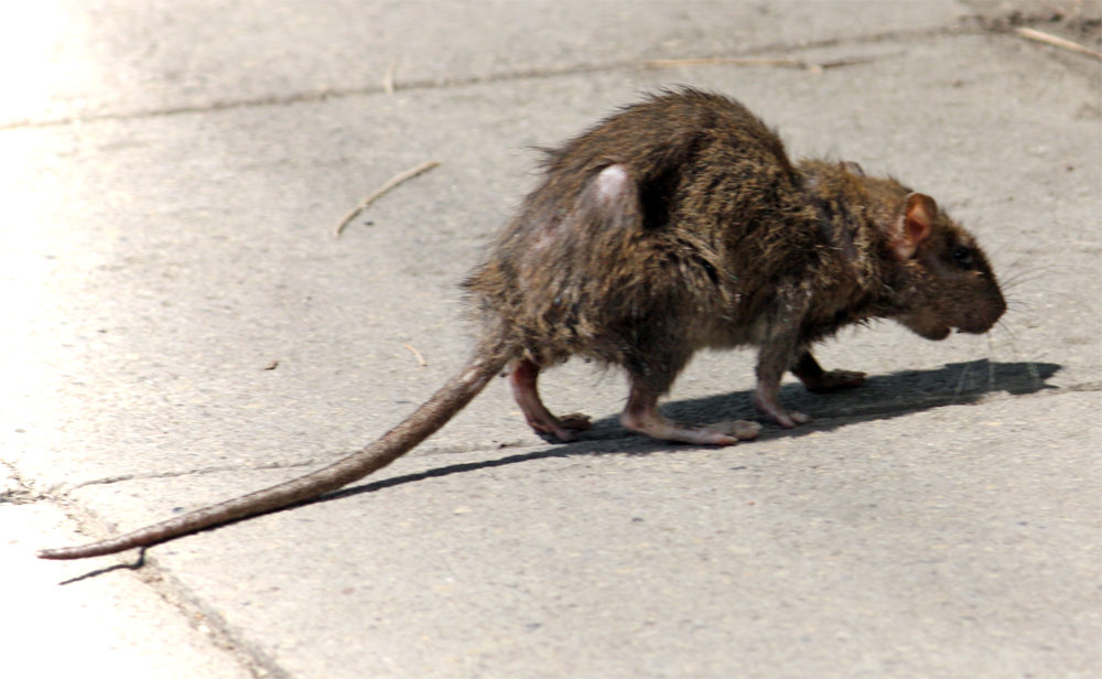 Click to enlarge Dirty rat