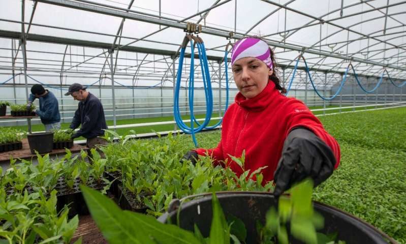 iceland reforestation