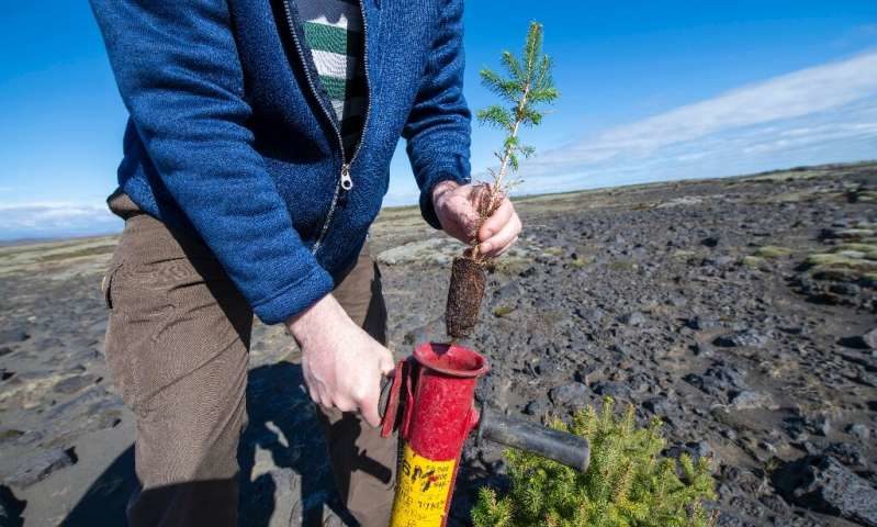 Click to enlarge reforestation iceland