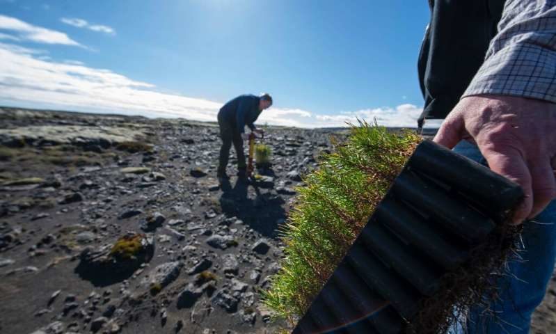Click to enlarge Iceland reforestation