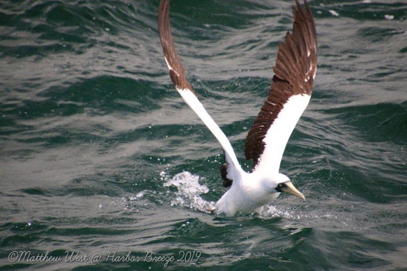Click to enlarge Rare Booby birds, known for living in the tropics