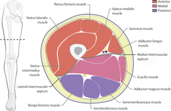 spinalsymmetry